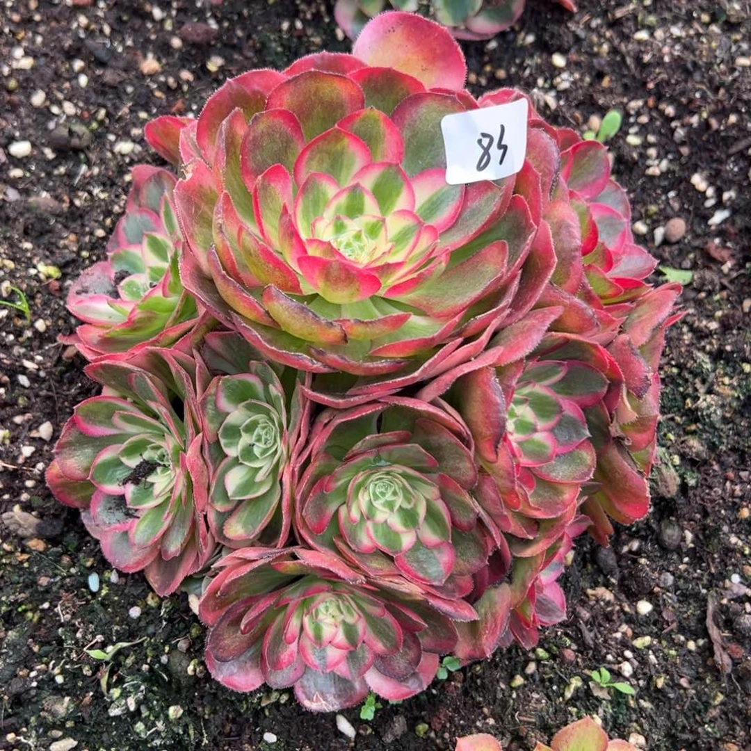 83鸿运有瑕疵多肉