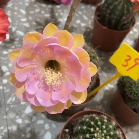 无花朵39 号实生彩草仙人球