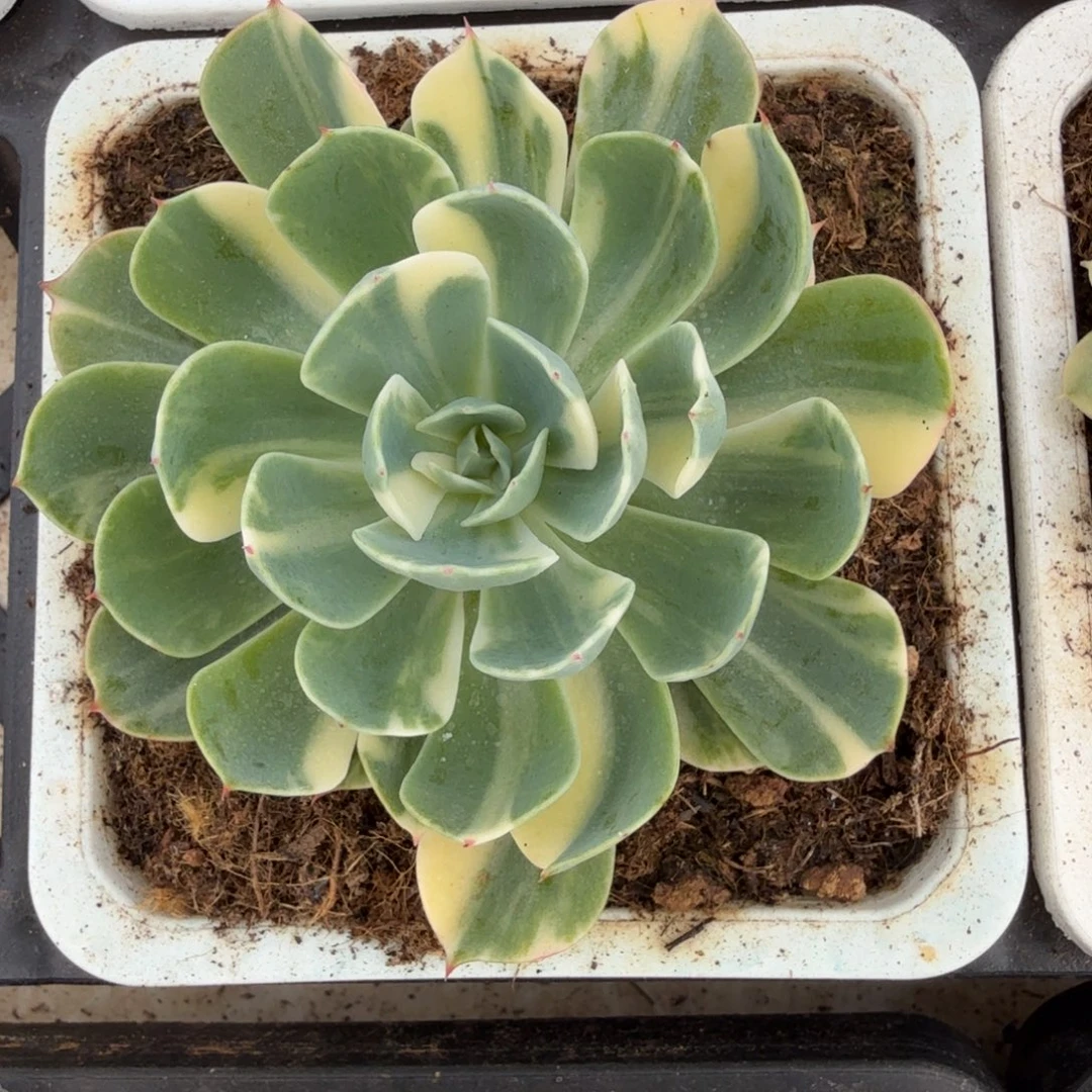 海啸锦锦上园艺一物一拍