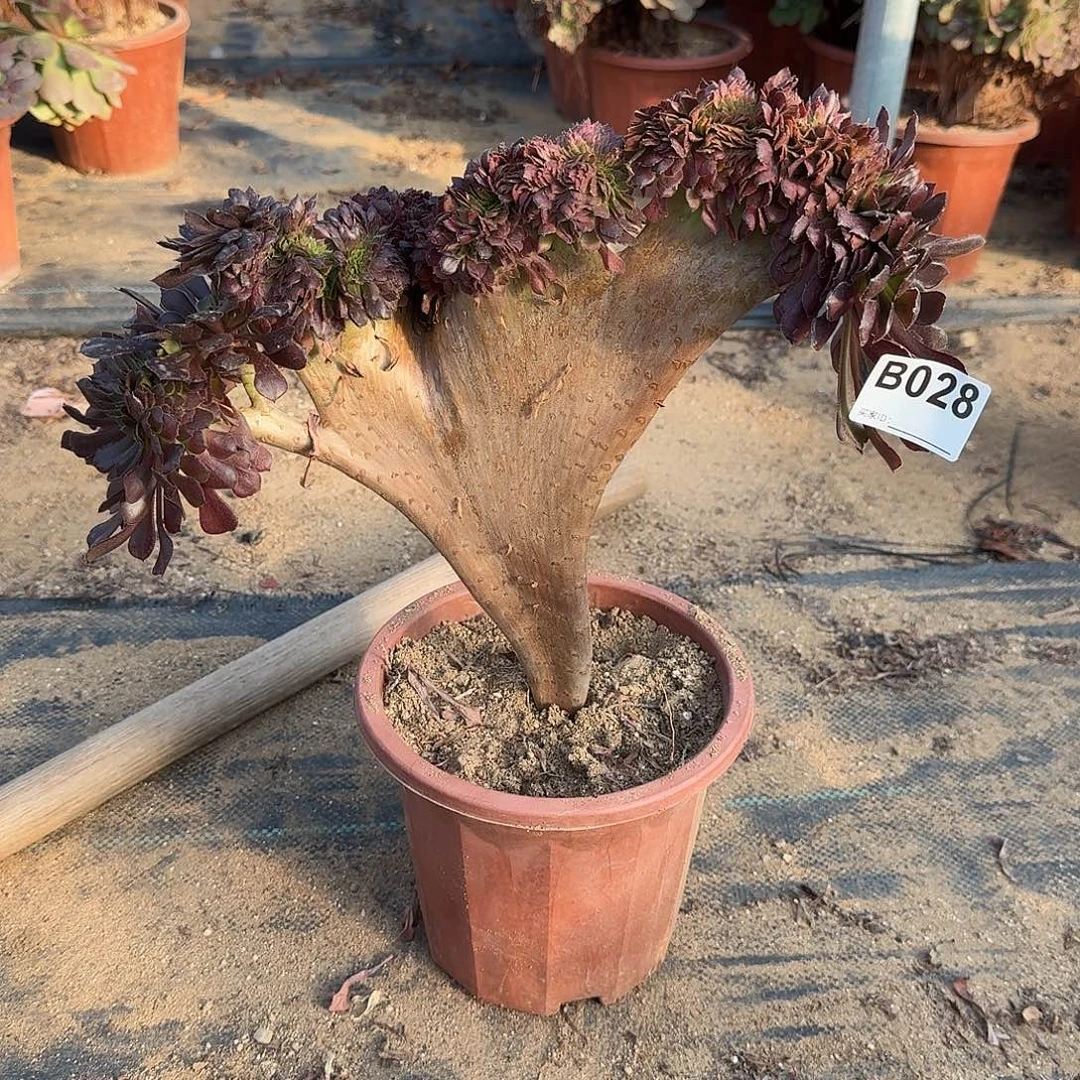 028铜壶一颗呀呀呀呀