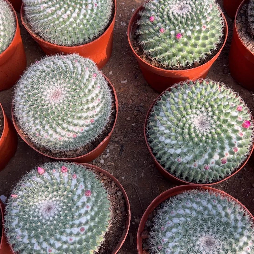 玉翁随机一颗。