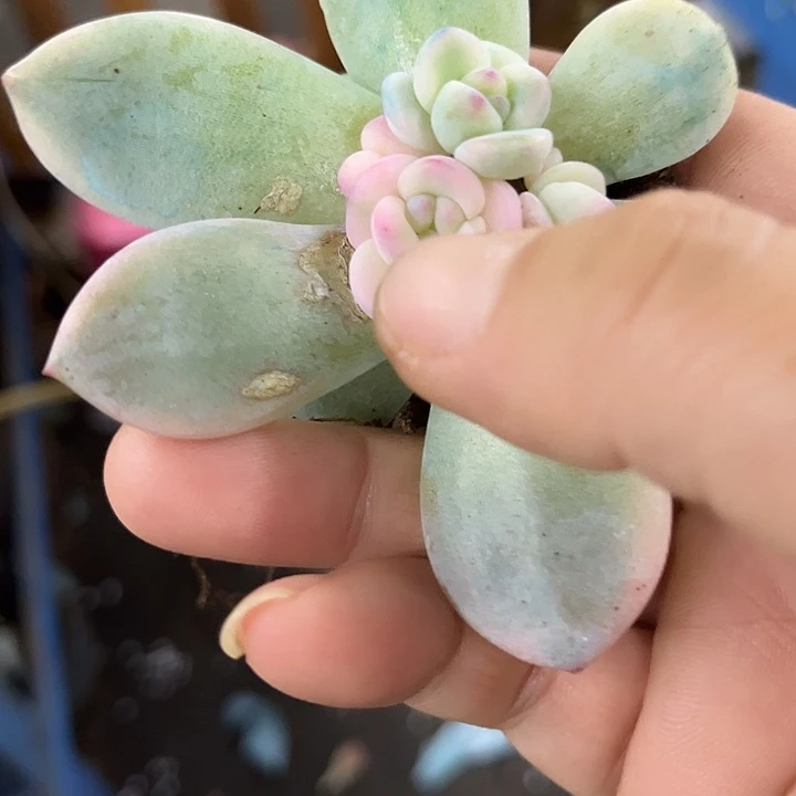 1970梦露锦底座炸多肉植物