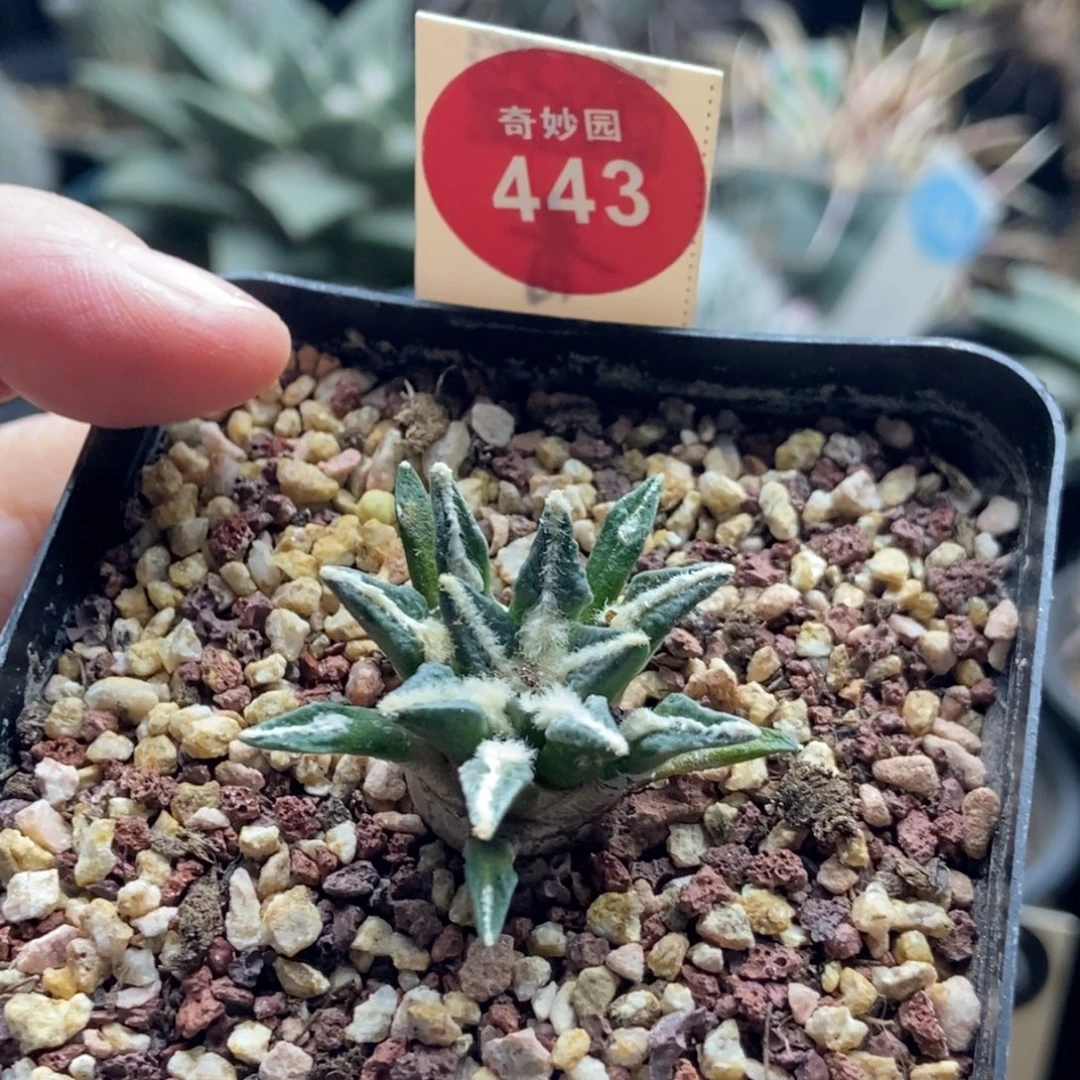 实生多毛黑牡丹一颗3cm