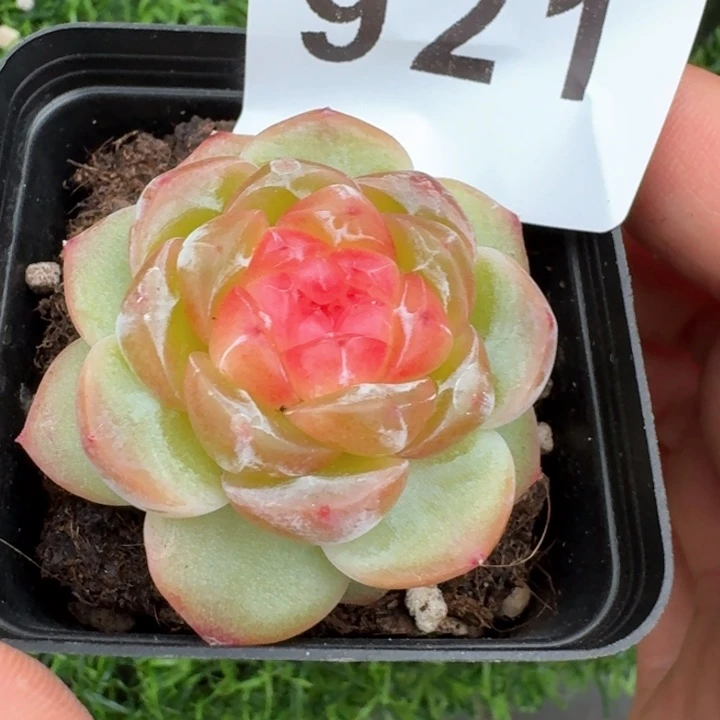 拿铁奶沫           多肉植物