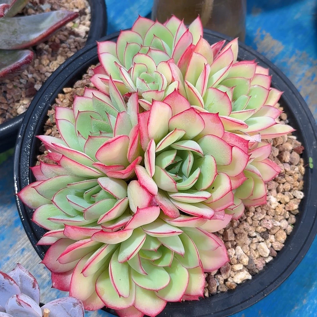 多肉植物脱土包邮