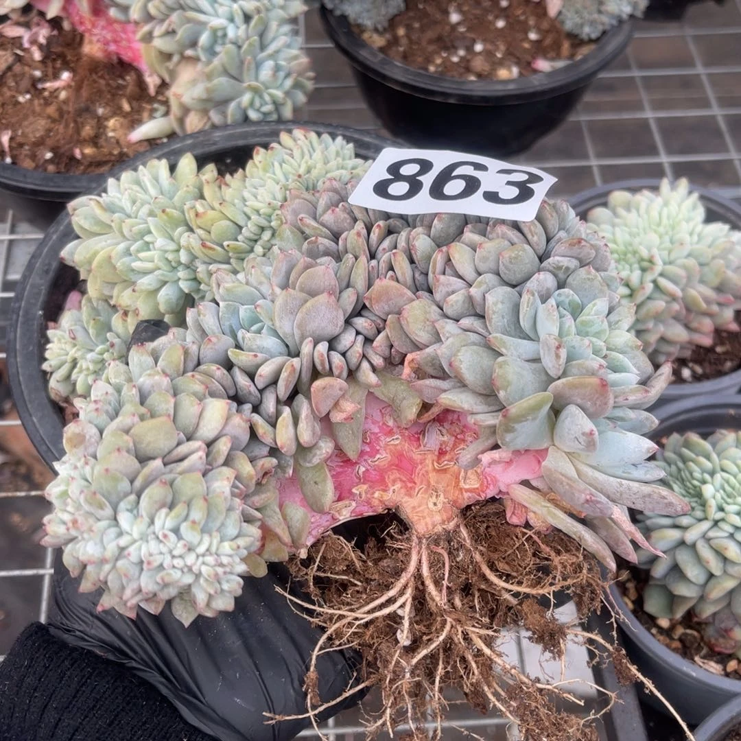 丝***美863号114888888888