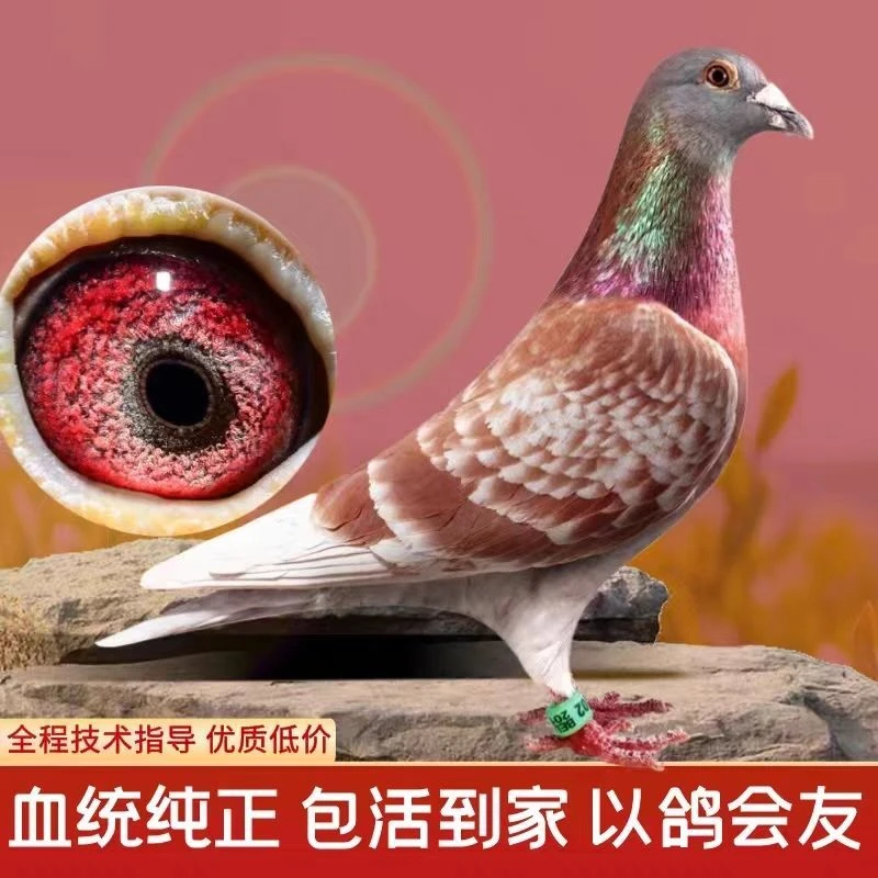 詹森红狐血统信鸽种鸽一对后代公棚成绩鸽原配种鸽子