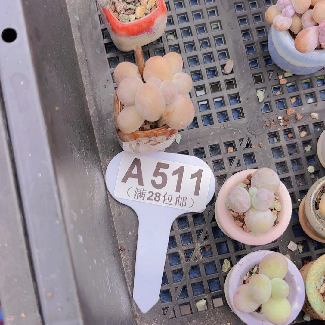 A551水光针一物一拍
