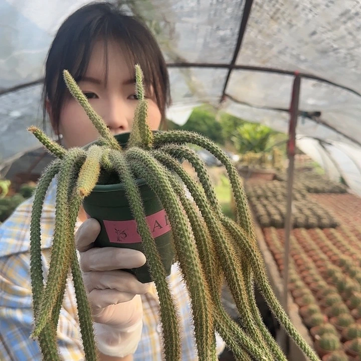 鼠尾（掉头掉崽不售后）