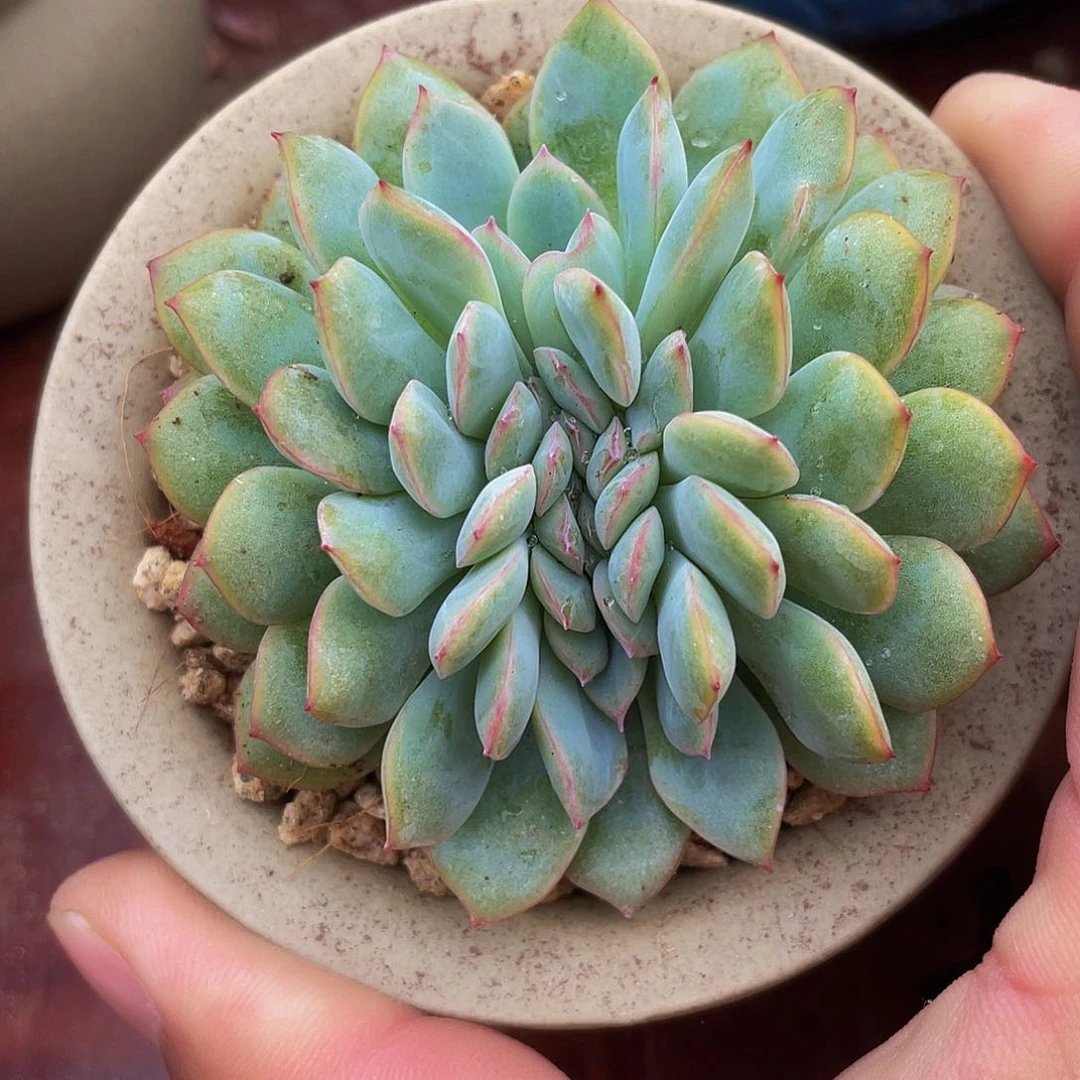 千佰艺园艺一物一拍