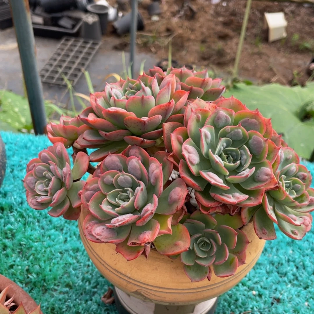 多肉植物盆栽多肉