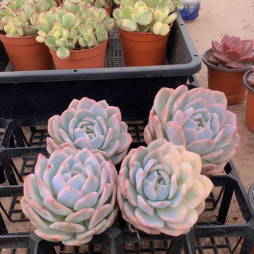 梦露锦处理946474777887884