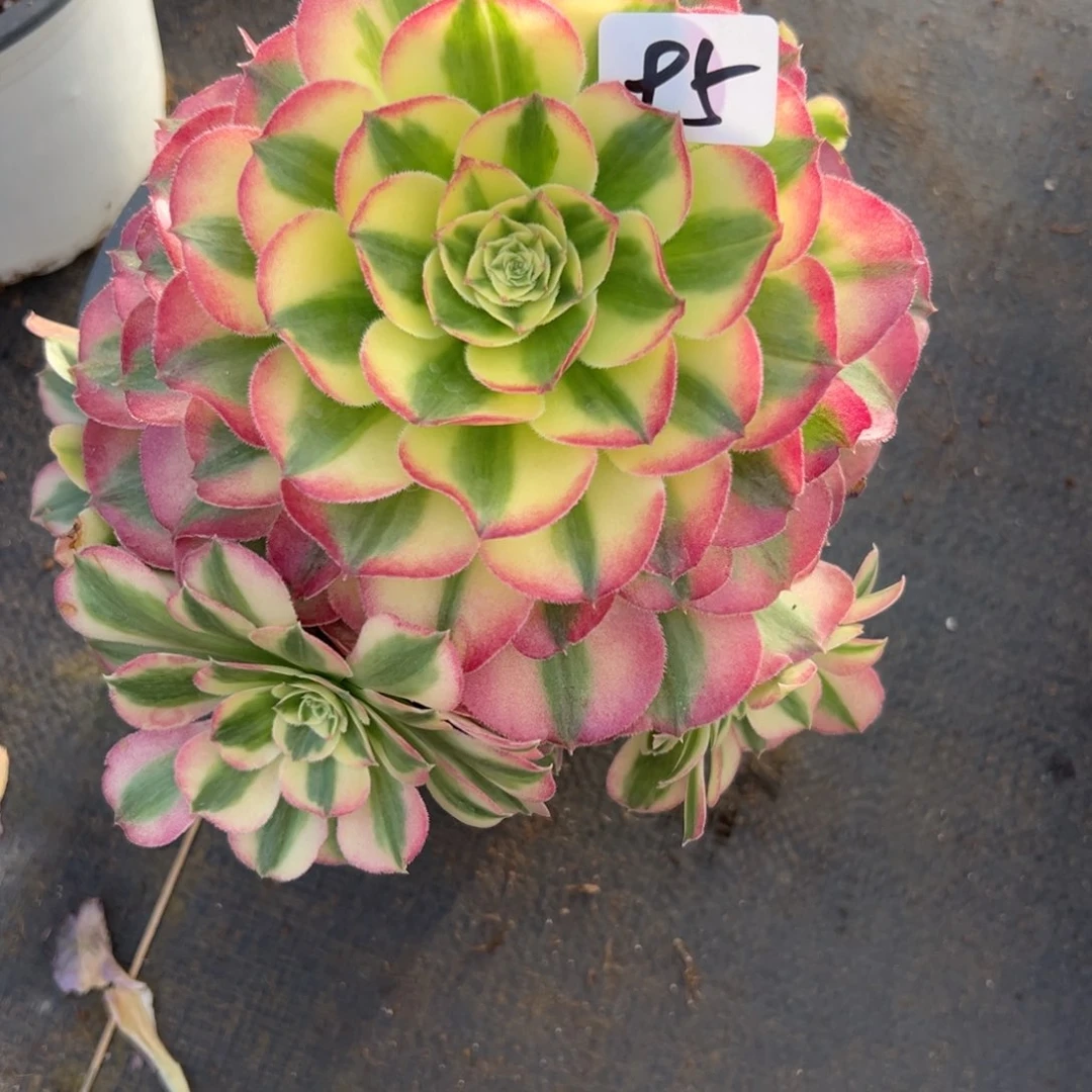 95胭脂水粉多肉多肉多肉