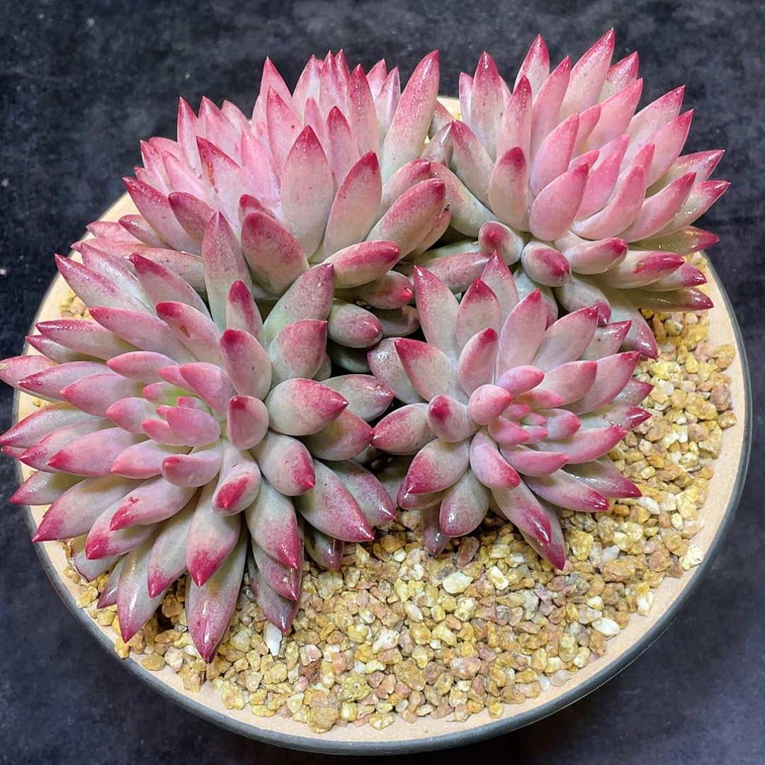 多肉植物带盆物流