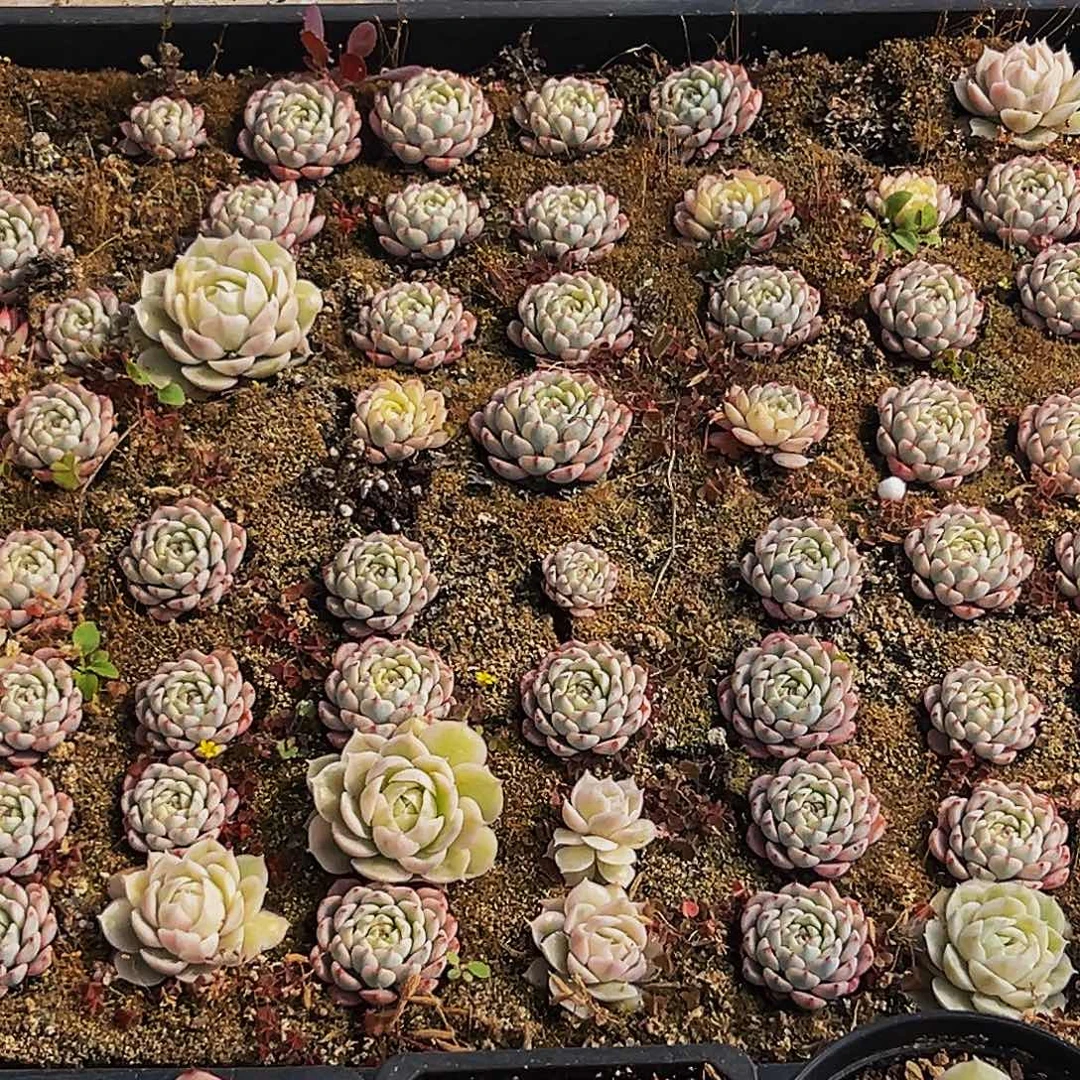 姗***姗颗美人系列多肉植物