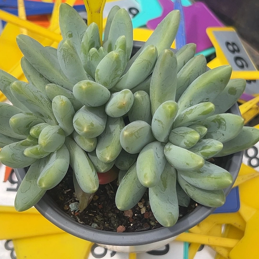 阿迪斯托一物一拍963
