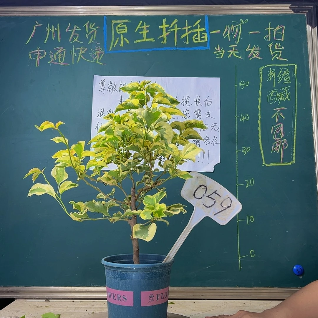 当前无花栽培后可以开花 金边黄 059