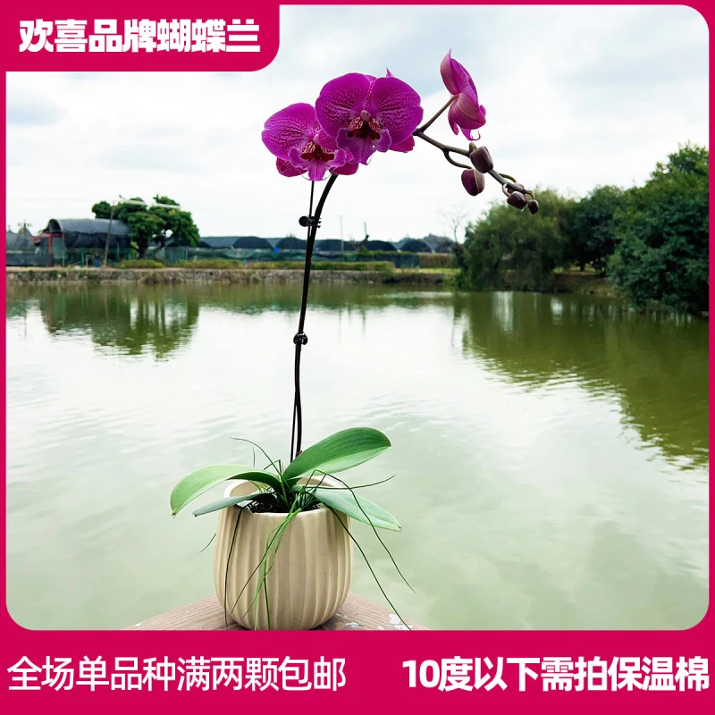 【小花纹】精品蝴蝶兰室内绿植