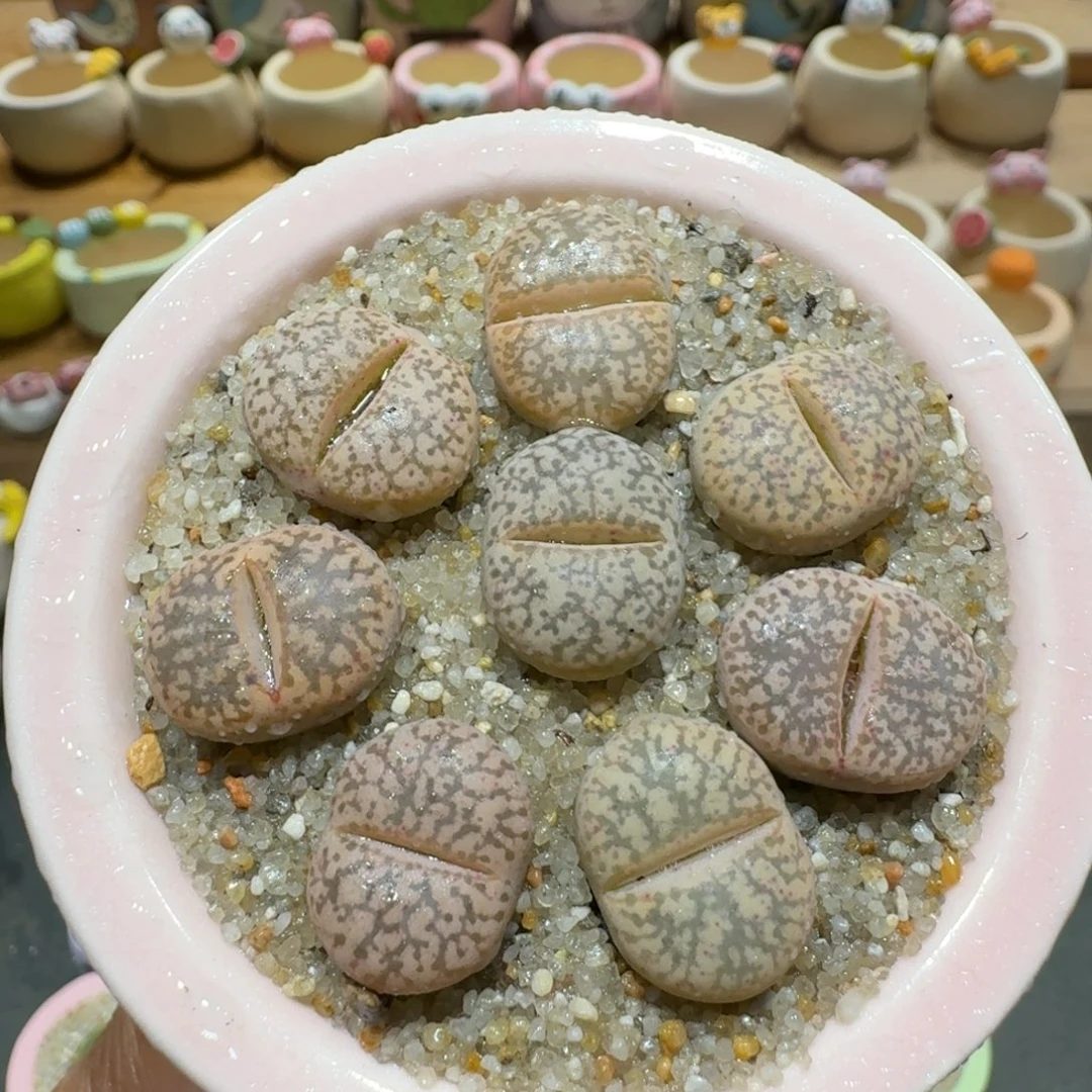 蘑菇1369源氏玉多肉植物