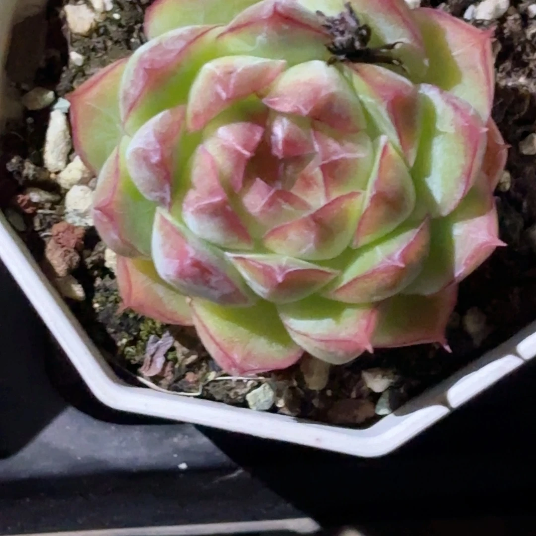 145 新疆西藏内蒙不发货