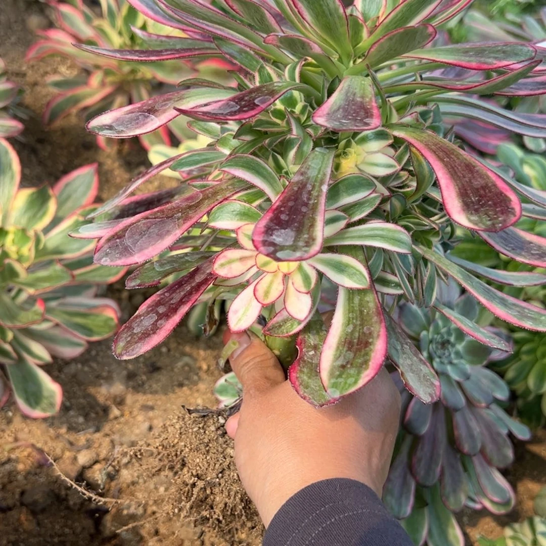143冰激凌多肉植物
