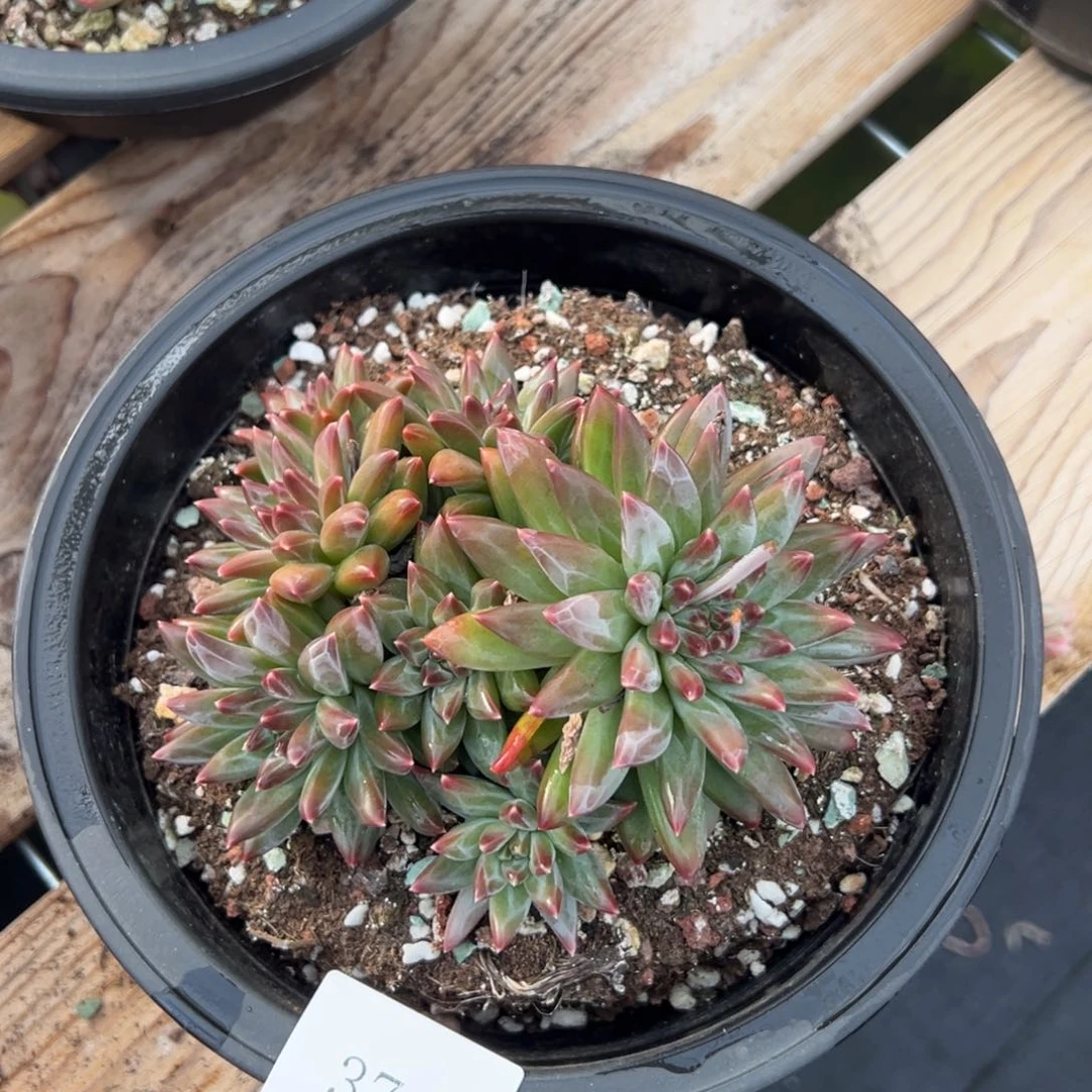 张***姐3744不包整肉肉肉肉肉