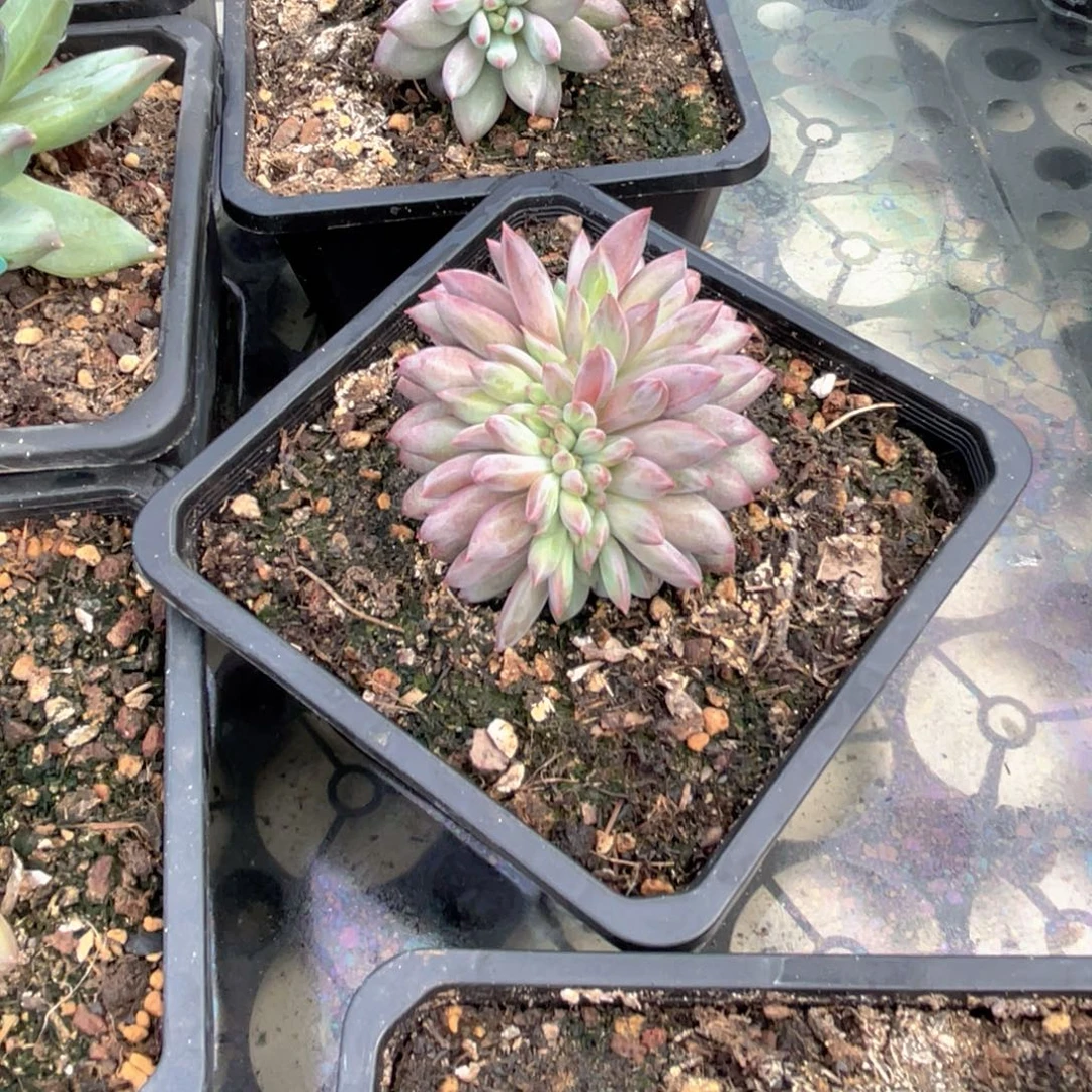 茶***蛋虞美人多肉植物发货