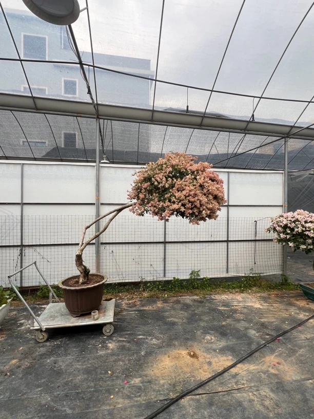 老桩迷你樱花三角梅