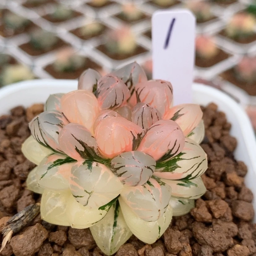 【闪购商品】1红太阳