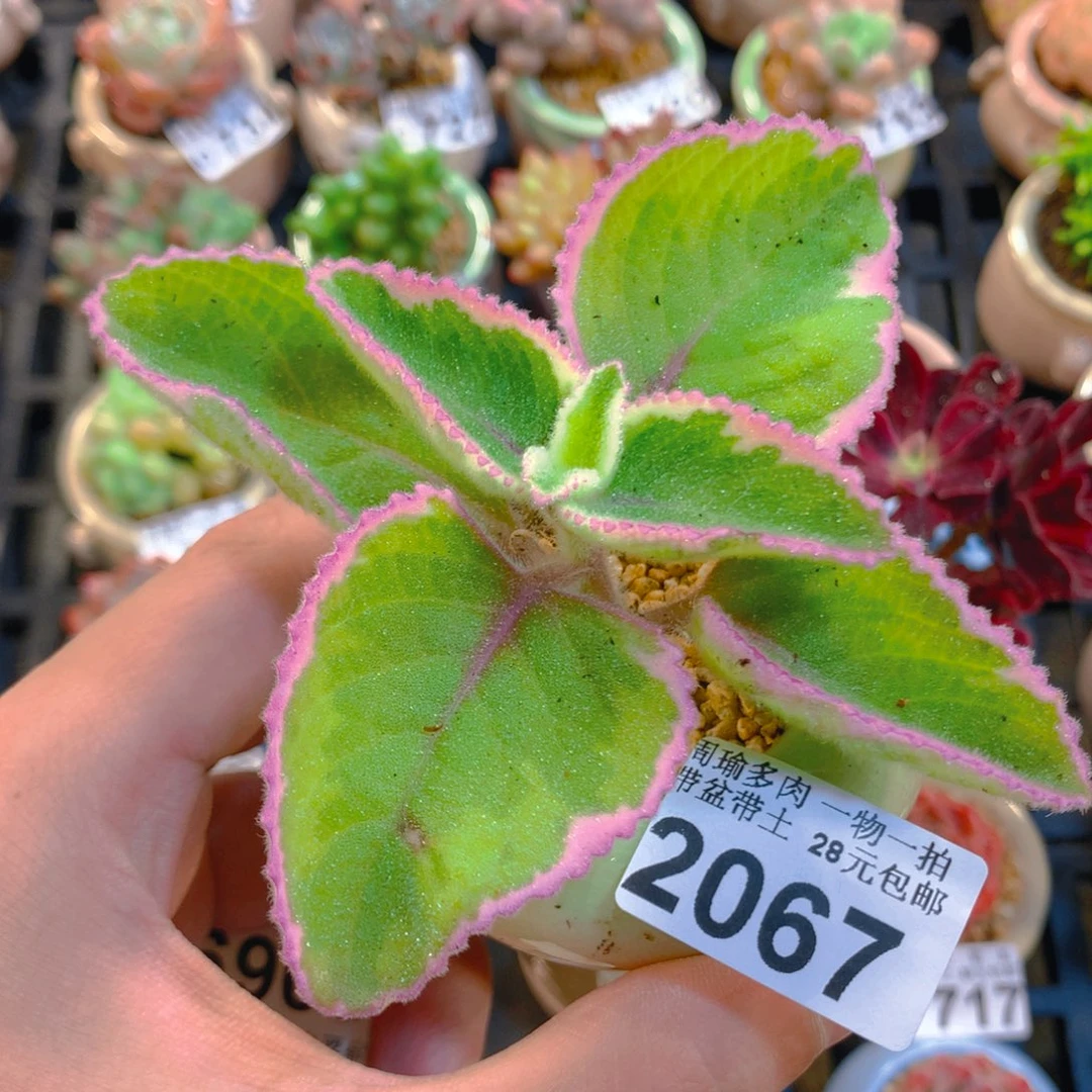 5厘米盆精控多肉2067