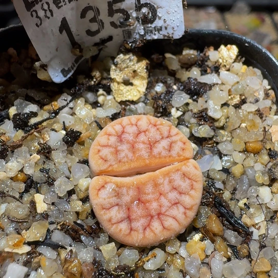 Sssss精品生石花1355