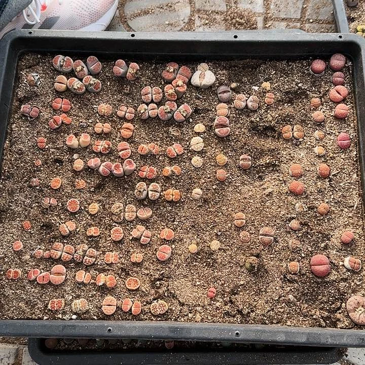 生石花1111。   131