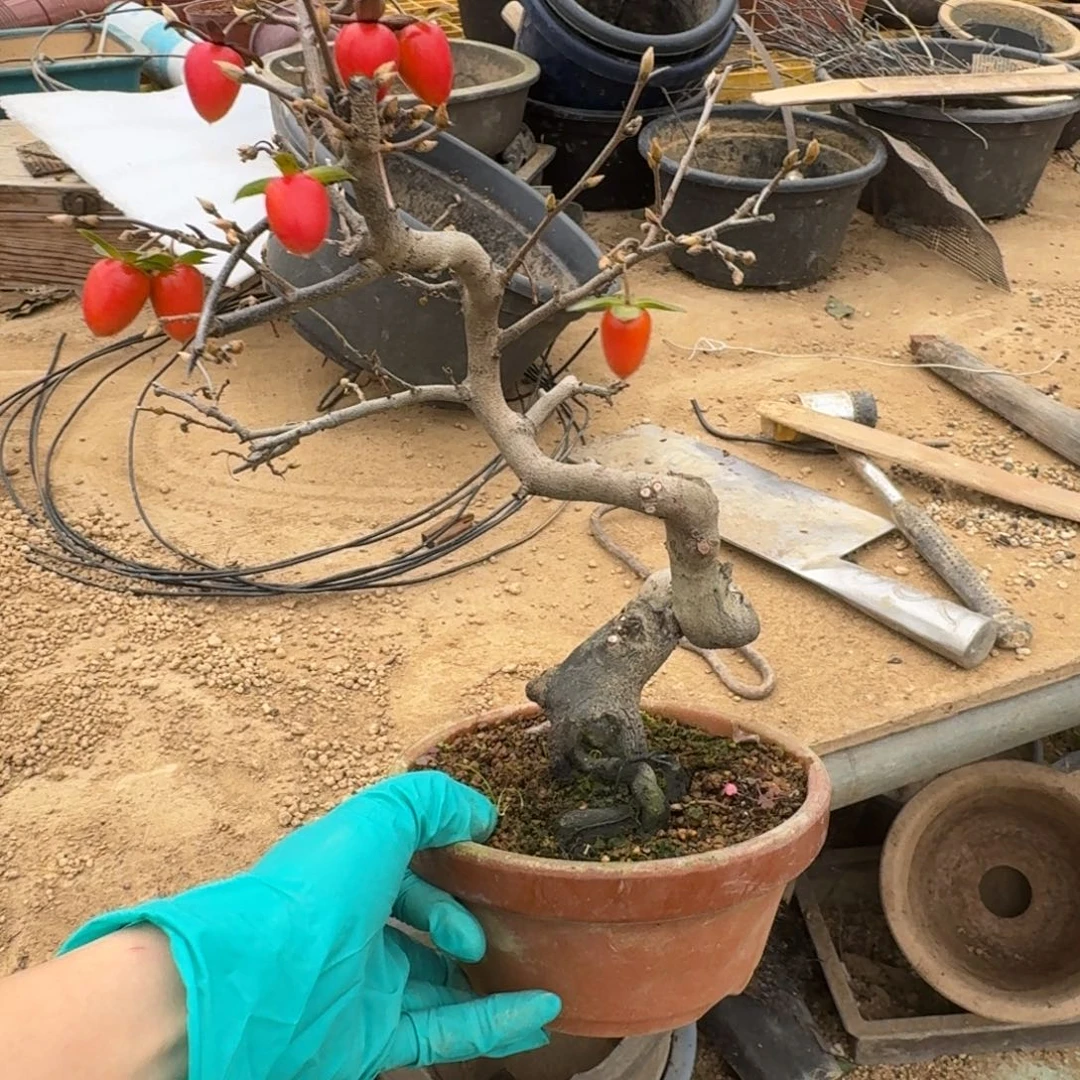 平***平无花朵顺丰到付不包邮