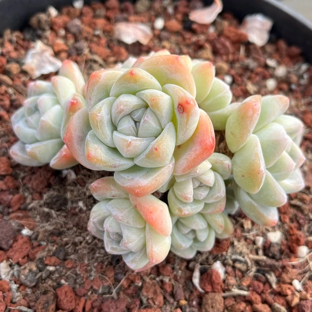 冰玉小脸整桩自然无砍群