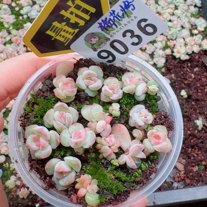 多肉植物多肉植物