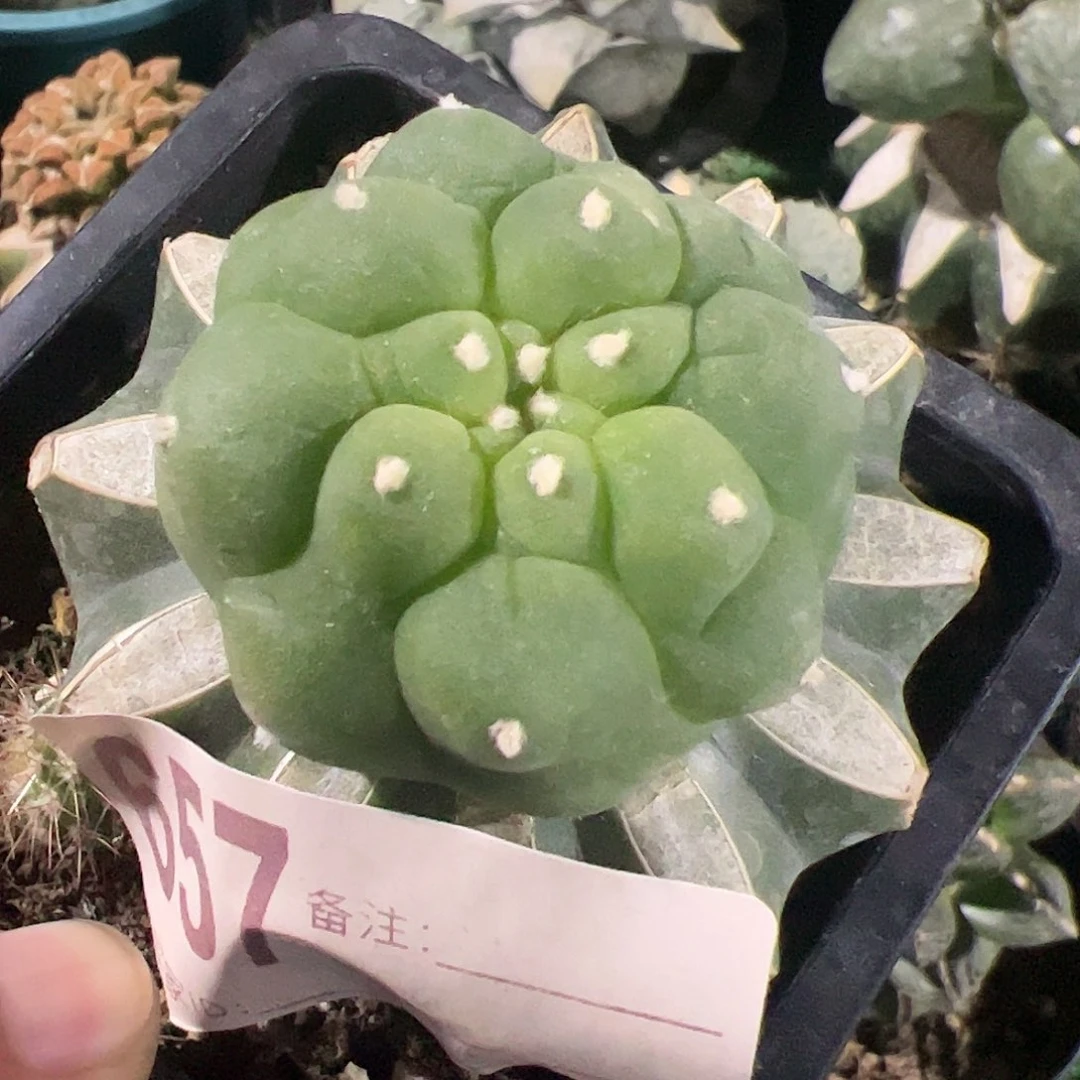 苗接大尤仙人球657