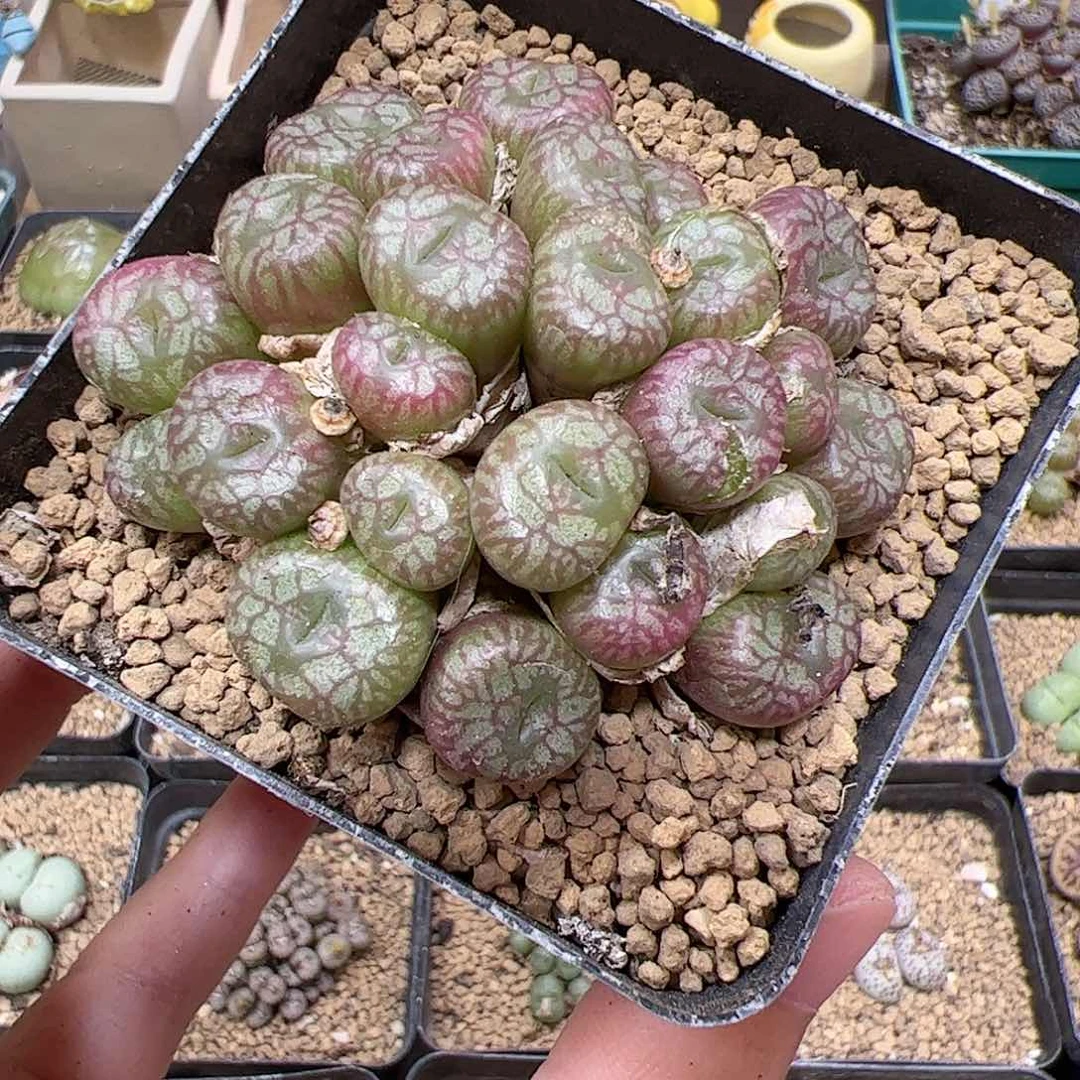 【闪购商品】70 送奶杂福利