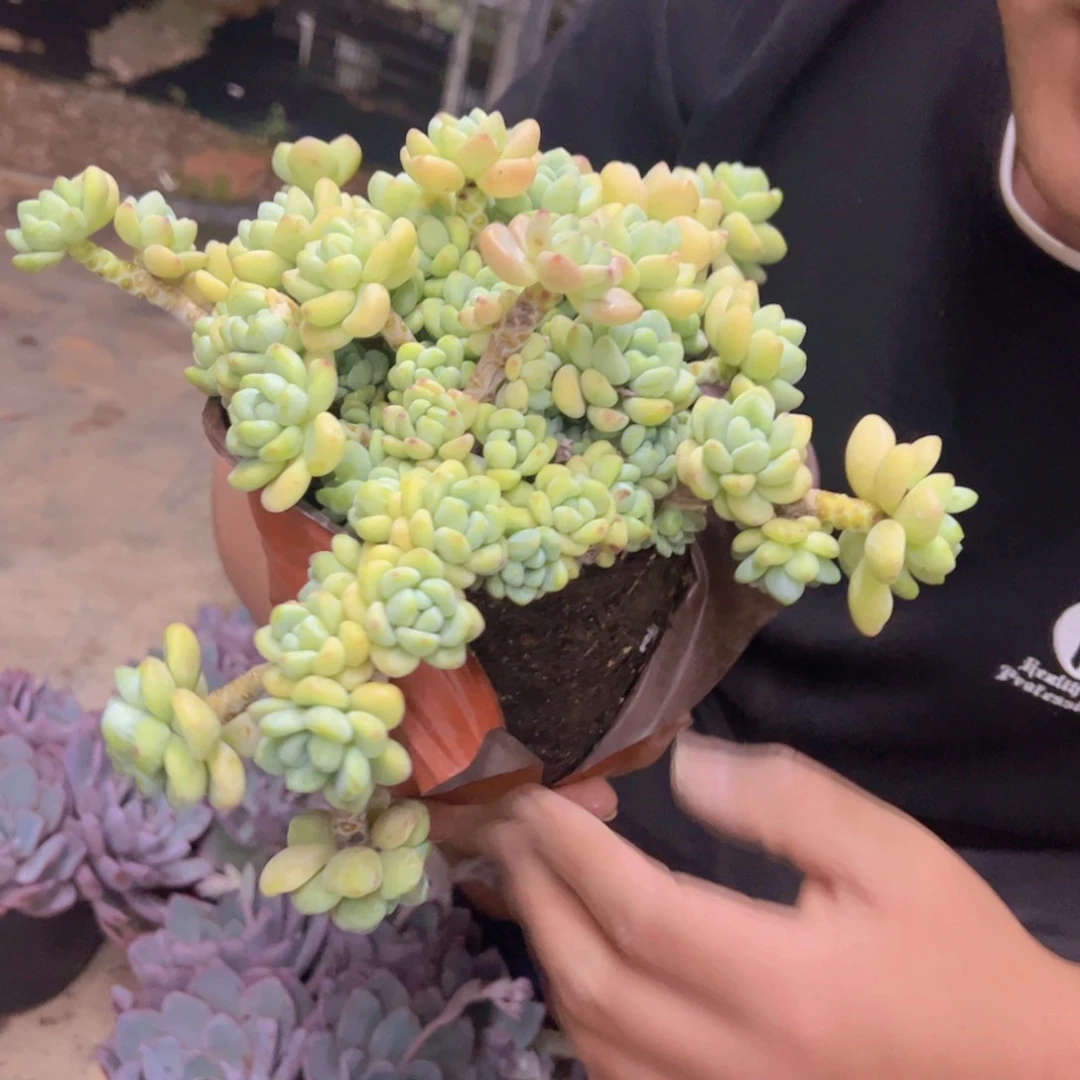 劳尔整装整群大盆