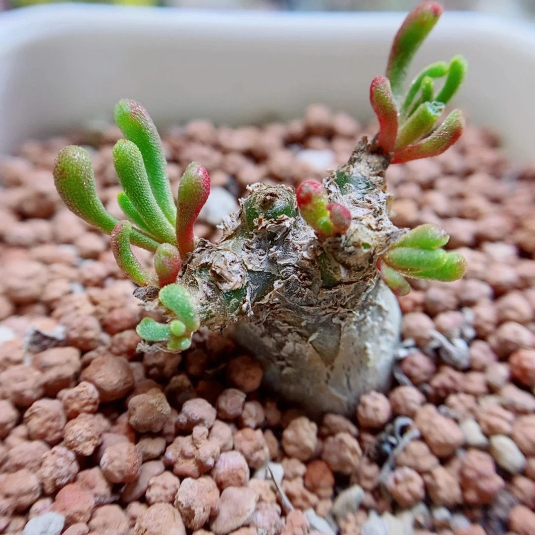 生石花花花哈哈哈哈哈哈422