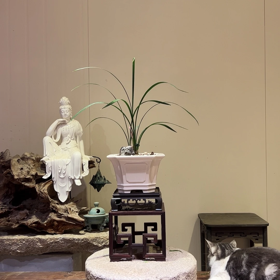 大部分花苞少量开放