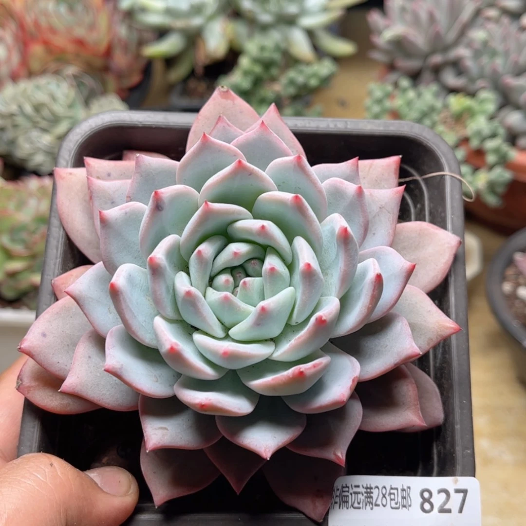 【闪购商品】827粉蓝鸟