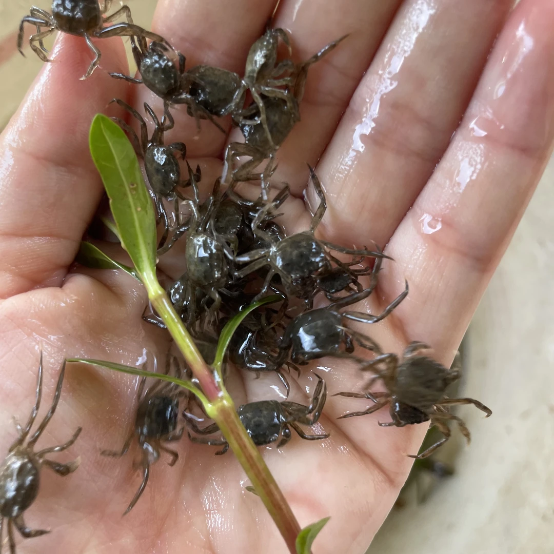 宠物蟹蟹苗淡水养殖蟹大闸蟹豆蟹苗河蟹豆蟹苗