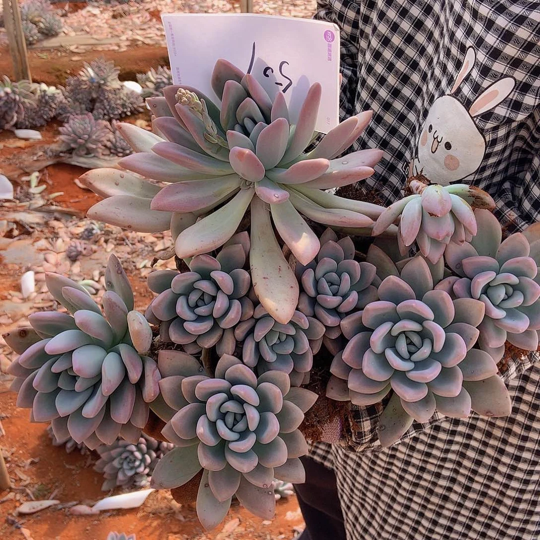 一物一拍多肉地载奥普507