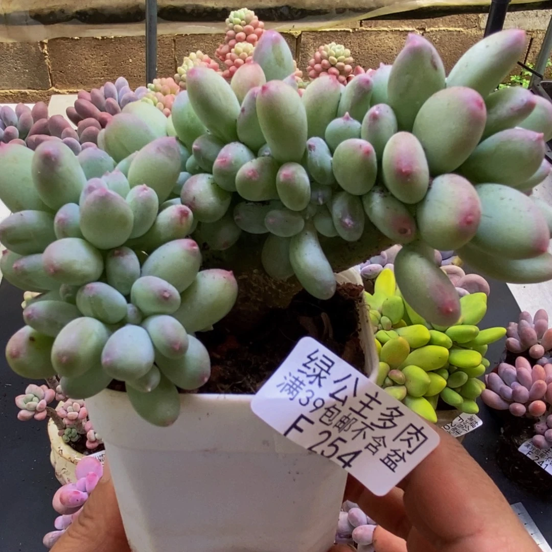 254苹果奶缀8cm多肉