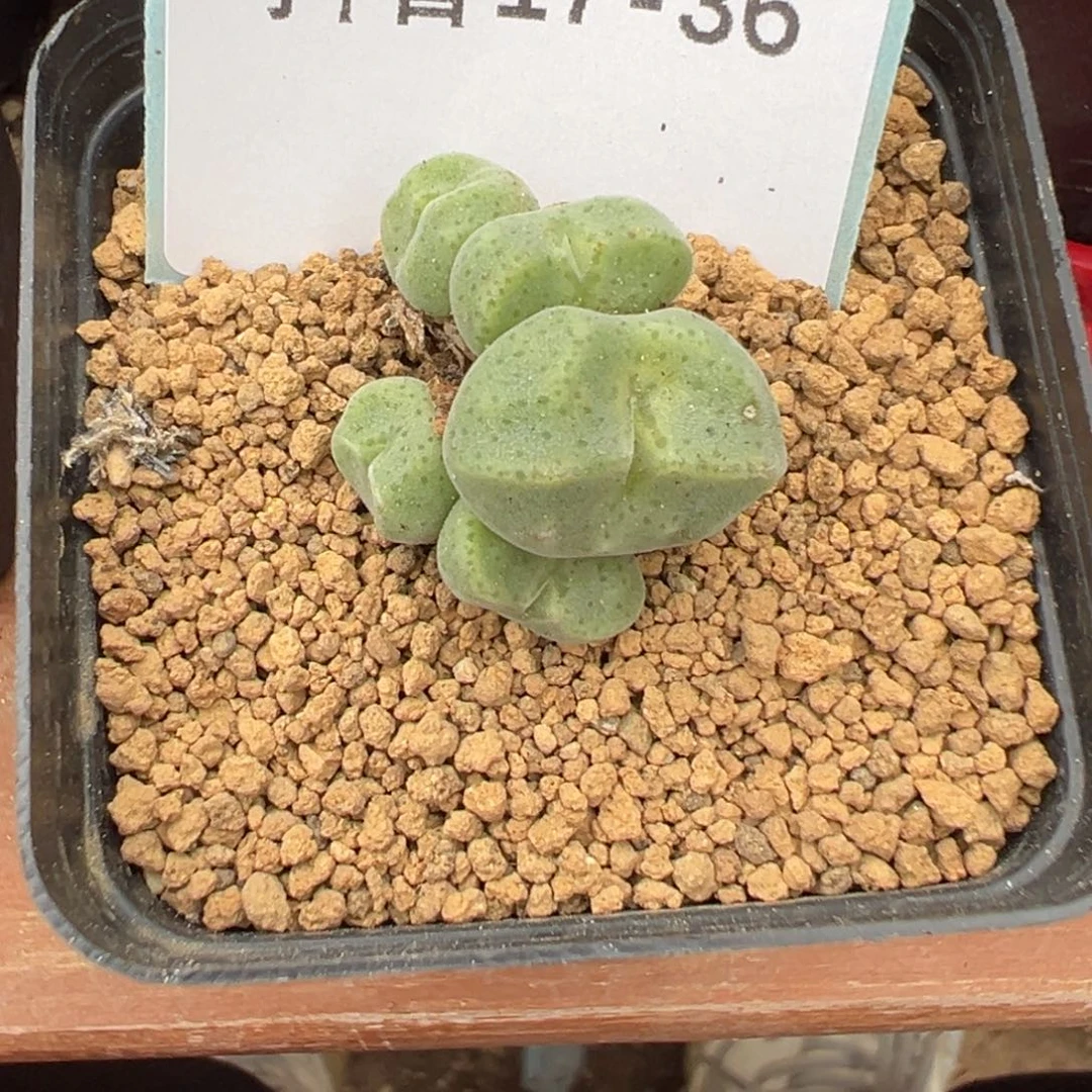 17-36绿豆糕多肉植物
