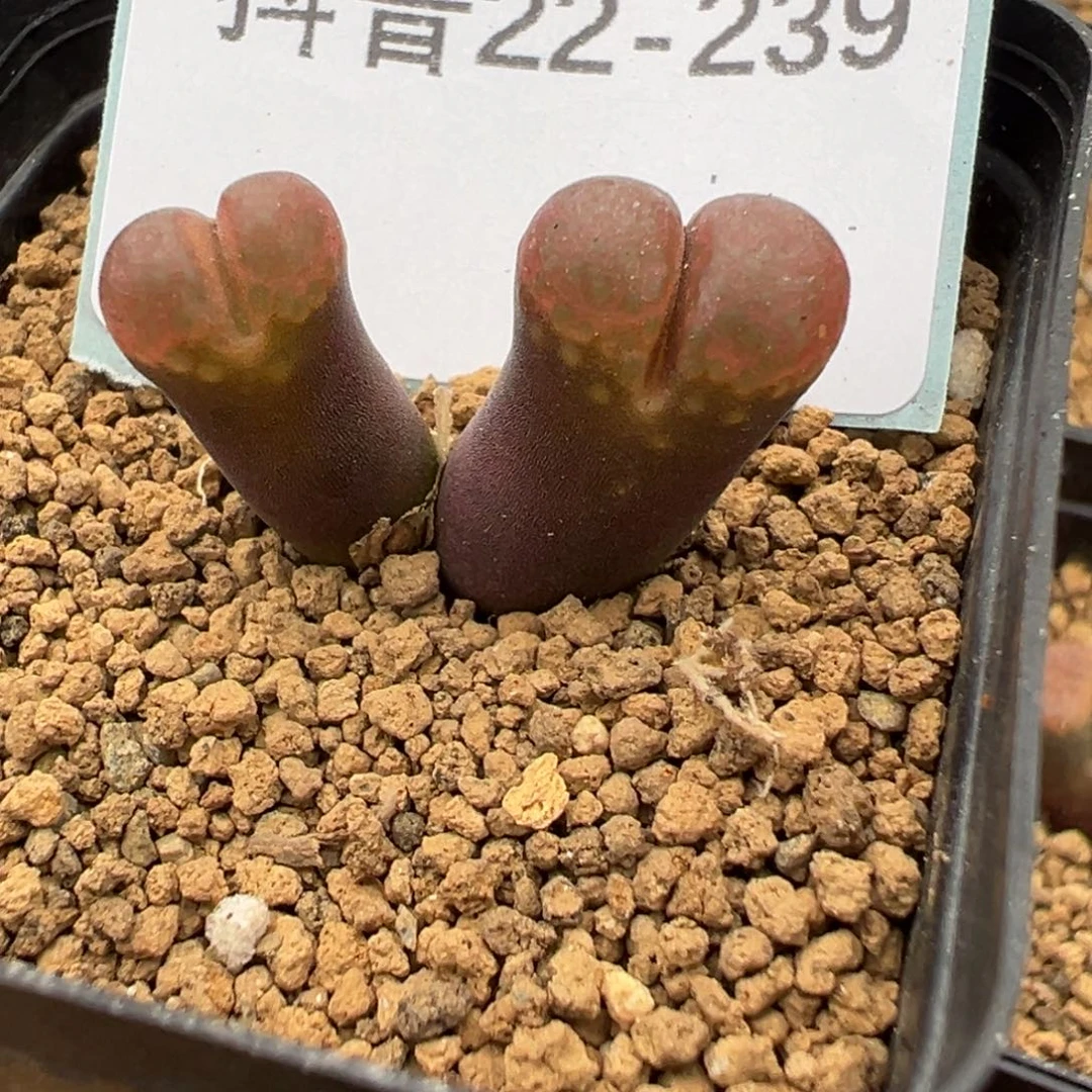 22-239c10风铃多肉植物