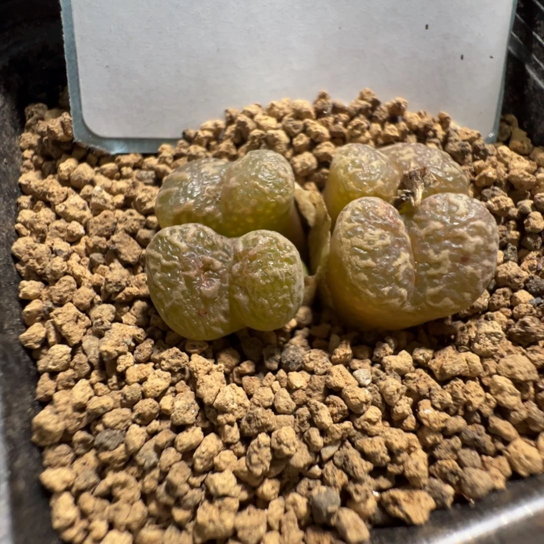 14-120肉锥多肉植物