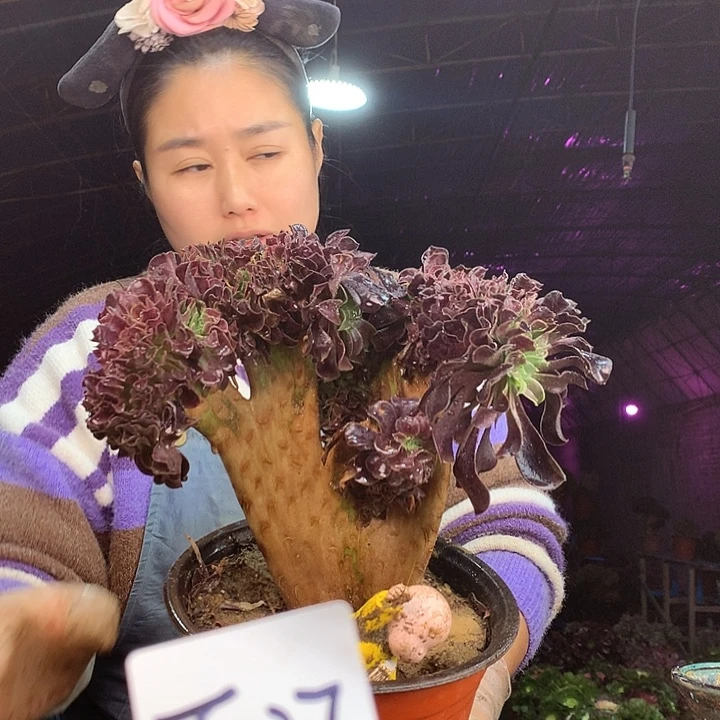 柒柒精品多肉脱土发货不包断侧枝T037