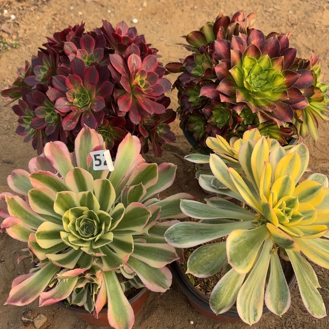 522法师套餐4棵不包损