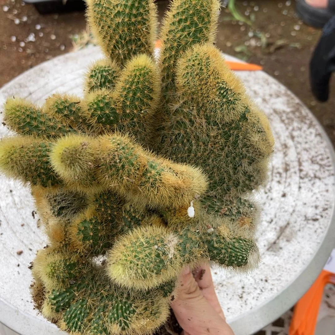 19-16金妞缀一物一拍